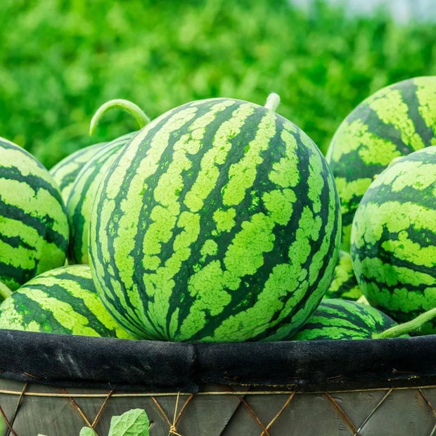 Farm Fresh Watermelon