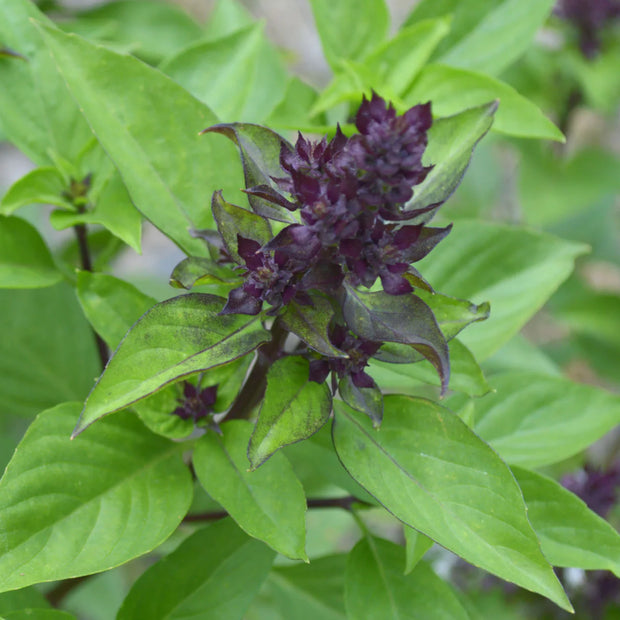 Farm Fresh Thai Basil