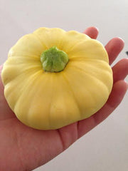 Farm Fresh Delicate Squash
