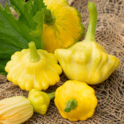 Farm Fresh Delicate Squash