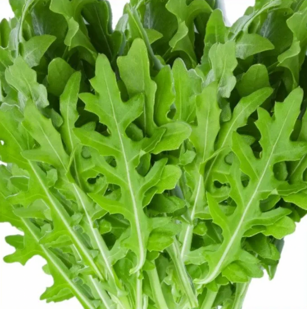 Farm Fresh Rocket