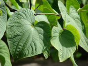 Kava 500gr KAVAPROS