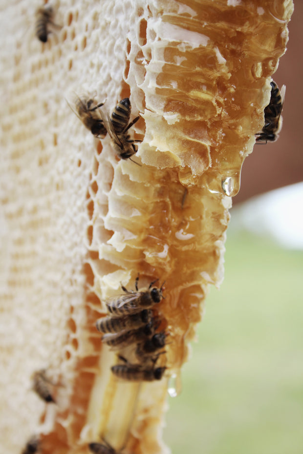 Walaja Honeycomb Raw Bush Honey (WA Only)